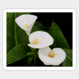 Arum lillies Sticker